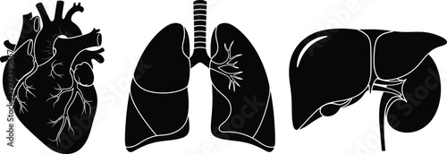Human heart lungs and liver anatomy illustration