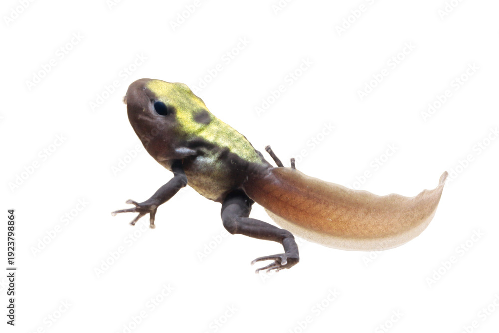 Obraz premium Close up of the underside of a Citronella Dyeing Poison Dart Frog, a Tadpole Dendrobates tinctorius Citronella Poison Dart Frog on isolated background