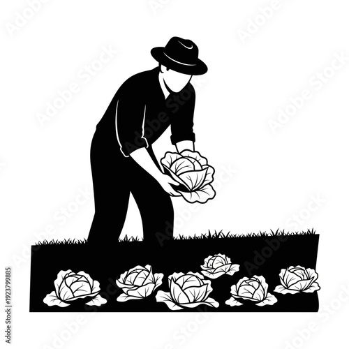 Farmer harvesting cabbage in a field, silhouette illustration