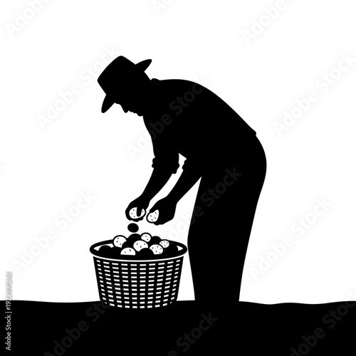 Farmer silhouette harvesting potatoes into basket