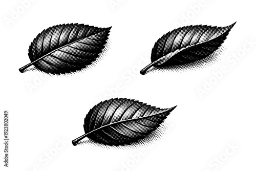 Leaf. A single botanical leaf with defined edges and central vein, depicted as one object displayed in three distinct orientations without