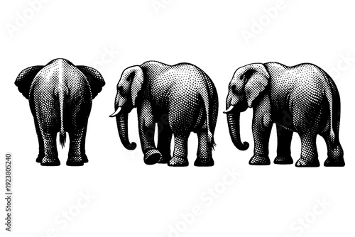 Elephant silhouette rear-side profile focusing on body bulk, leg structure, and tail placement displayed in three side-based perspectives.