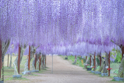 日本の岡山にある和気町の和気藤公園にあるフジ　藤