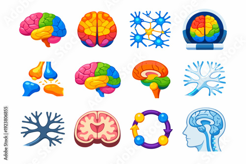 NeuroAnatomy. Colorful flat vector icons set of NeuroAnatomy: brain lobes, cerebral cortex, neuron network, hemisphere scan, synapse signal, brain map, brain