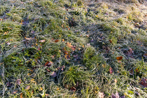   the green grass and yellow foliage of the trees are covered with white frost after the first night frosts in the autumn