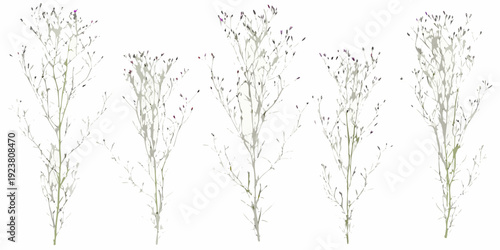 Delicate wildflower stems with small purple blooms on a white background