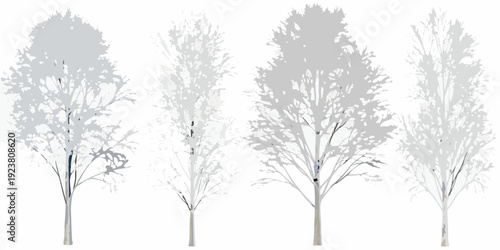 Silhouettes of birch trees against a bright white background