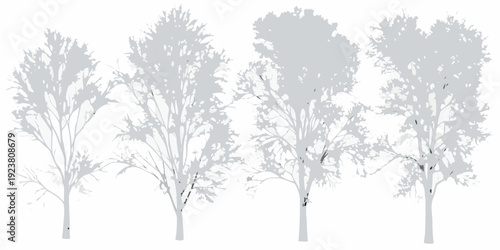 Silhouettes of birch trees against a plain white background