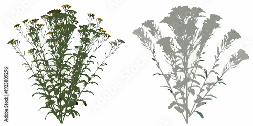 Colorful wildflower illustration contrasted with its grayscale silhouette