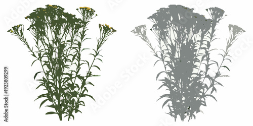 Two bundles of wildflowers one color and one grayscale isolated on white