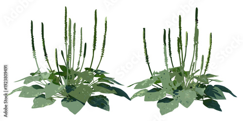 Stylized illustration of plantain weeds with upright flower spikes