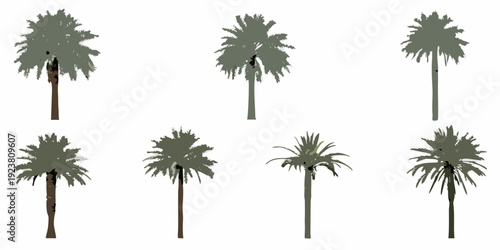 Collection of six palm trees in varying shapes and sizes
