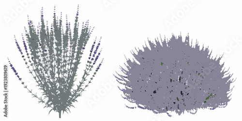Two clumps of lavender flowers with differing bloom densities shown
