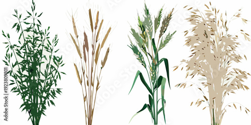 Illustrative depiction of various types of grasses and grain stalks