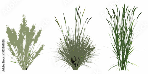 Illustration of three different types of green grasses or plants