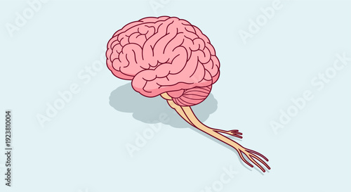 Anatomical illustration of a human brain and spinal cord on a soft blue background. Ideal for educational material, scientific presentations, medical content and health campaigns.