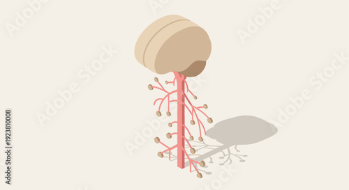 A simple isometric illustration of the human brainstem and lower brain. Ideal for medical, scientific, or educational materials. Clean and modern style.