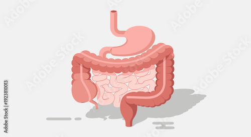 Clean vector illustration of the human digestive system. Ideal for use in medical, educational, or health-related content. Flat design style, great for infographics.
