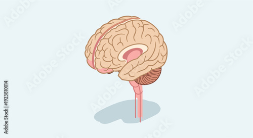 Cartoon illustration of a human brain. Perfect for educational material, medical presentations, scientific publications, healthcare websites, and visual aids.