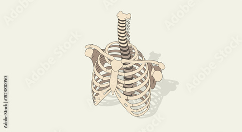 Stylized illustration of a human rib cage and spine against a neutral background, suitable for medical, educational, or creative design projects. Simple anatomical representation.