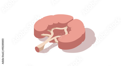 A flat isometric illustration showing a stylized kidney with veins. Perfect for educational materials, health articles, medical presentations, and infographics.
