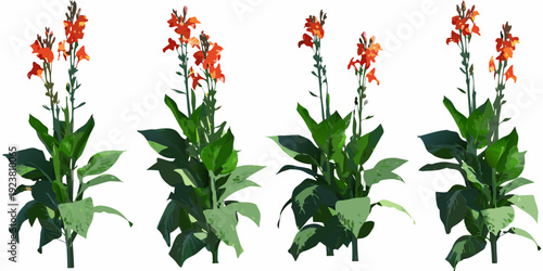 A vibrant collection of red canna lily flowers with lush green leaves