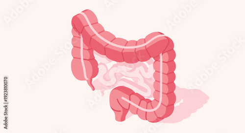 Vector illustration of the colon, cecum, and small intestine. Perfect for medical publications, health education materials, or scientific presentations about digestive health.