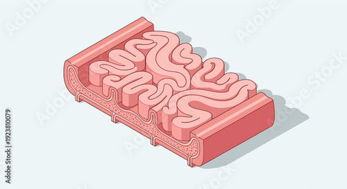 Isometric illustration of intestinal villi structure, useful for explaining gut health, digestion process, or related medical or educational content. Clean design on a light background.