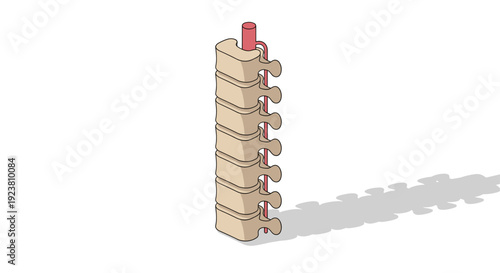 Anatomical illustration of a spinal column with spinal cord. Isolated on white background, with a stylized shadow. Perfect for medical, educational or healthcare purposes.