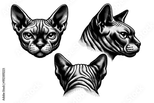 Cat portrait, A hairless Sphynx cat head depicted as a single object set in three views emphasizing skin folds, skull contours, and muscular