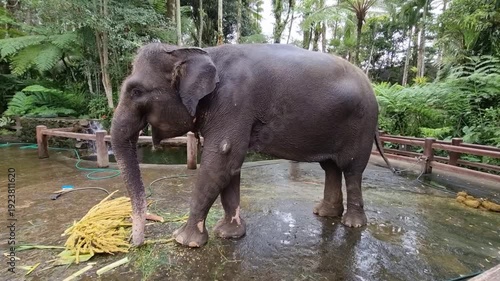 Sumatran elephant eating at the sanctuary for rescued Sumatran elephants in Indonesia.