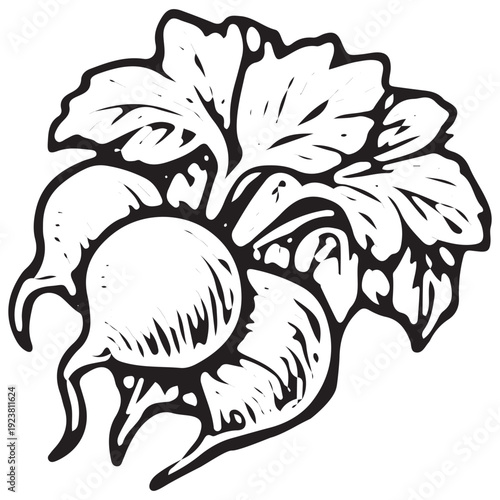 Hand Drawn Turnip Bunch Farm Produce Sketch