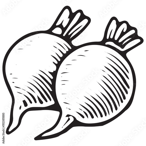 Vintage Beets Root Farm Illustration Hand Drawn