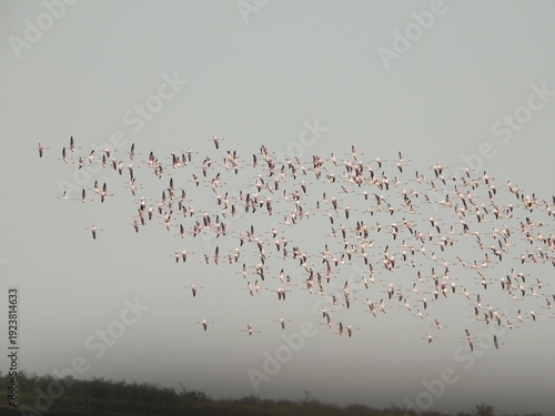 Flamingos in flight