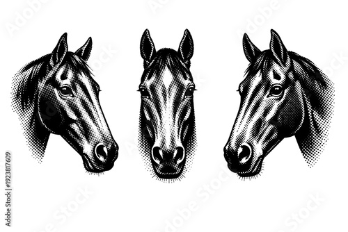 Horse head illustration, A thoroughbred horse head presented as one isolated object in three views highlighting elongated facial structure,