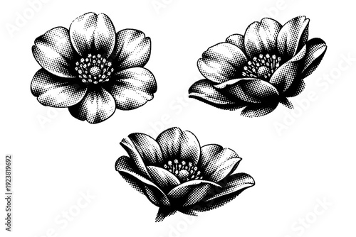 Flower bloom. A single open flower with defined petal edges and central structure, illustrated as one object shown in three