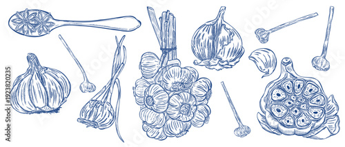 Garlic botanical engraving set with bulbs, cloves and vintage ink illustration elements