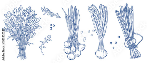Leek and dandelion greens botanical engraving collection in vintage style