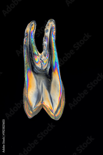 Fotografie Human molar tooth thin slice 0,5 mm under cross polarized light, rainbow interfe