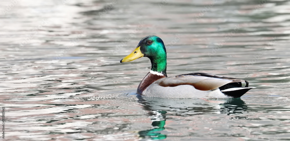 Obraz premium Mallard duck, Anas platyrhynchos, birds of Bosnia and Herzegovina