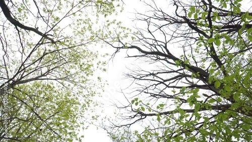 Wallpaper Mural Camera rotates looking upward through spring forest canopy. Fresh green leaves emerge on bare branches against a bright overcast sky, creating a peaceful, airy woodland atmosphere.  Torontodigital.ca