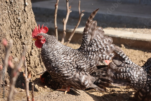 Slika na platnu Free-range chicken