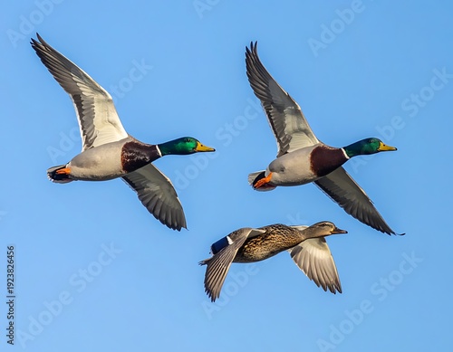 Three mallard ducks soar through the clear blue sky, wings outstretched in graceful flight, on a sunny day