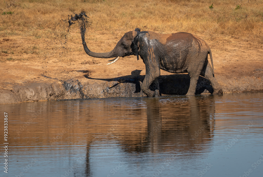 Fototapeta premium One elephant walking in a river and splashing water in the air