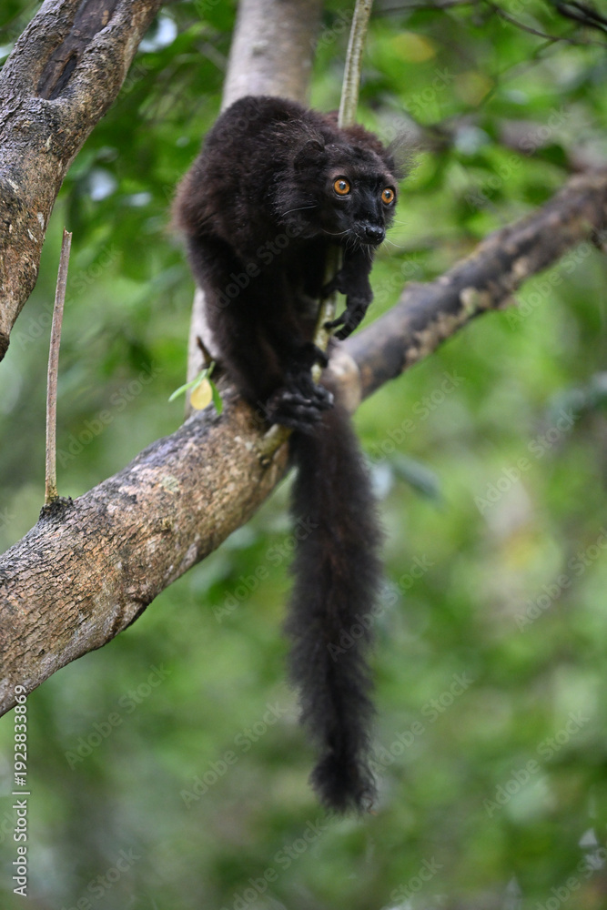 Obraz premium Female Black Lemur (Eulemur macaco) perched on orange peeling bark of a Commiphora (Vazaha) tree in Madagascar 