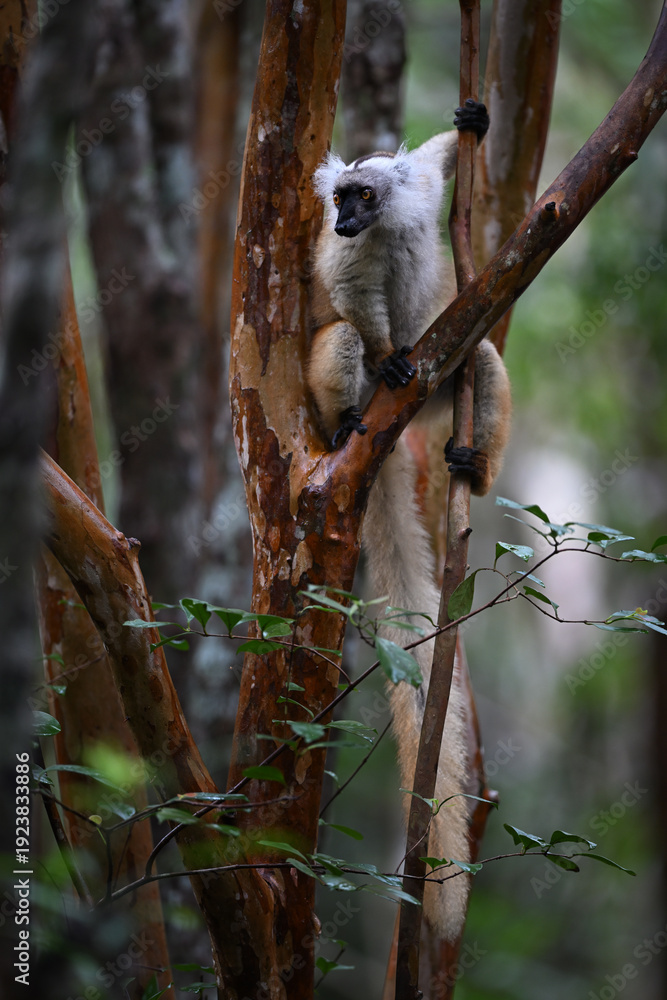 Obraz premium Female Black Lemur (Eulemur macaco) perched on orange peeling bark of a Commiphora (Vazaha) tree in Madagascar