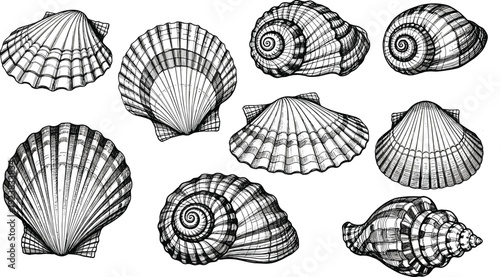 Vintage sea shell engraving set. Detailed scallop and spiral shells collection. Black and white marine illustration isolated on transparent background.
