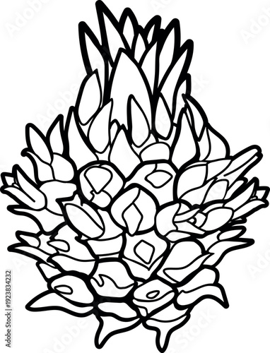 Coloring page with pineapple inflorescence isolated on white background.