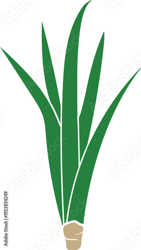  Young pineapple plant (Ananas comosus) isolated on white background	