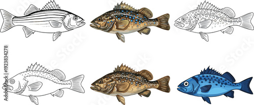 Perch fish illustration set. Realistic freshwater species in line art and colored styles. Detailed marine wildlife isolated on transparent background.
